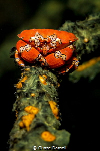 "Stand Strong"

A Gaudy Clown Crab claims his sponge an... by Chase Darnell 
